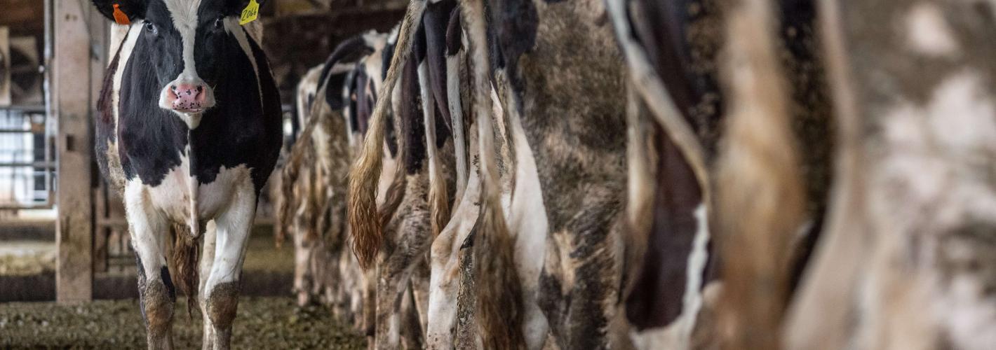 Photo d'une vache dans une ferme industrielle.